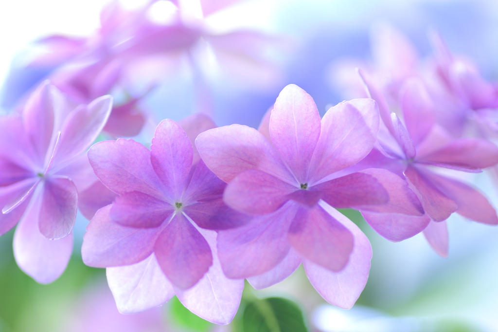 紫陽花のメモリー By としごろう Id 写真共有サイト Photohito