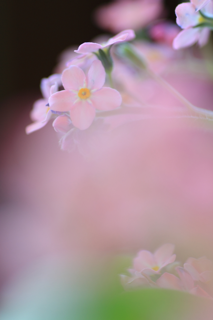 Flowers in the flower