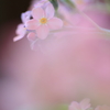 Flowers in the flower
