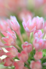 花の歌