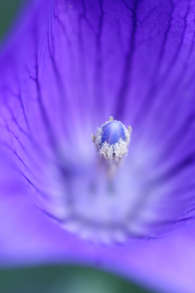 Jewelry in a flower