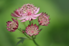 花火炸裂