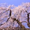 しだれ桜