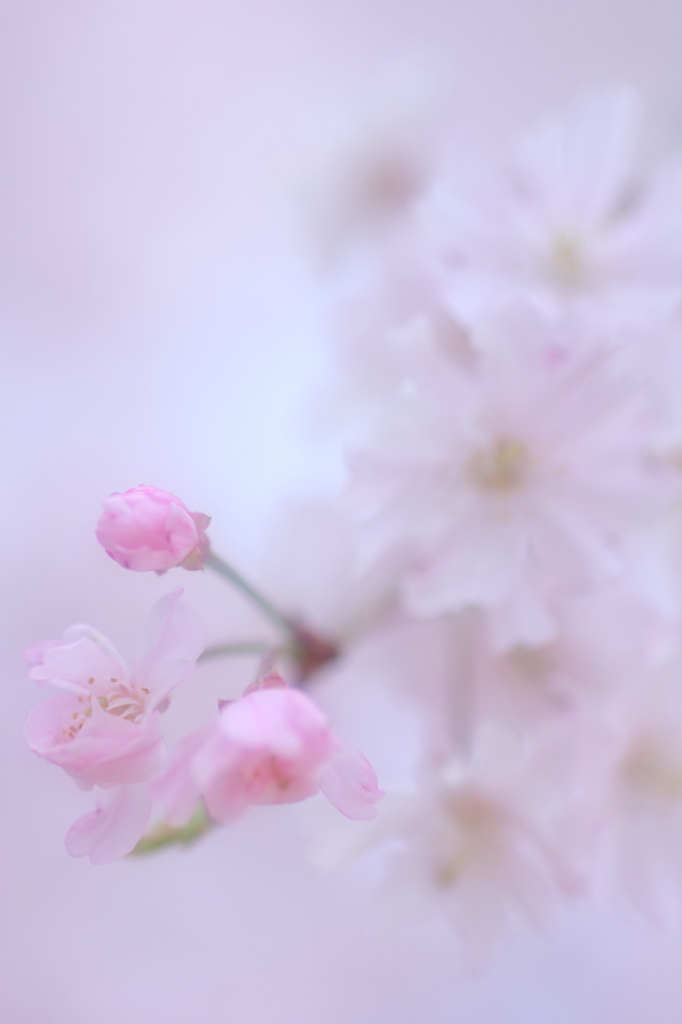 儚さの色