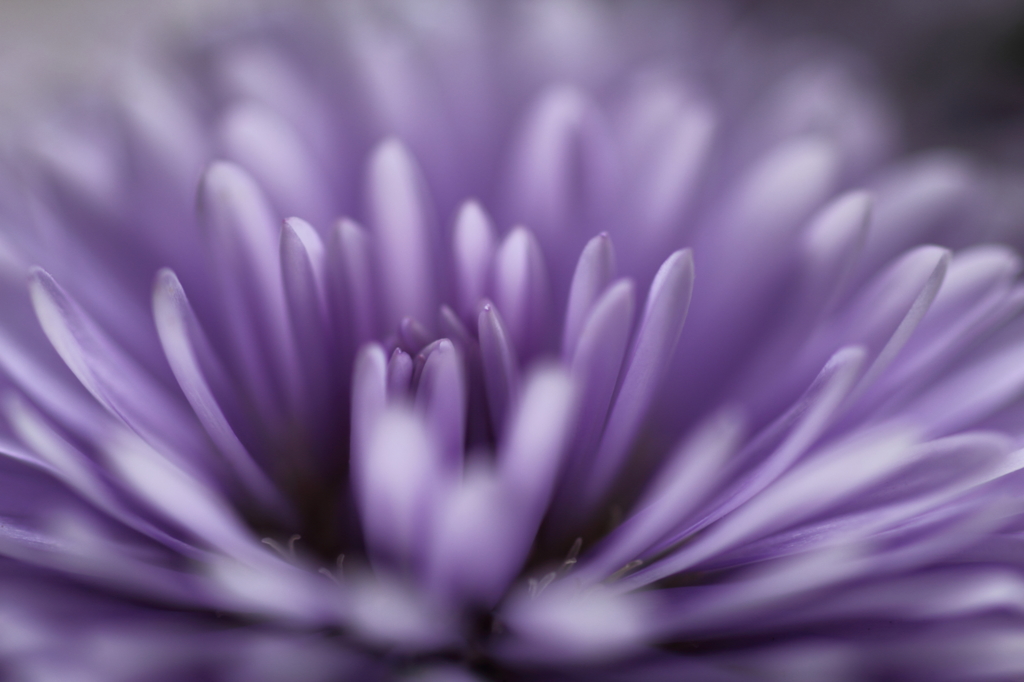 misty violet
