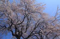 桜と貫ける空