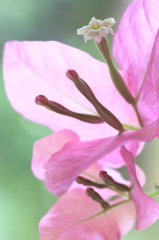 盛夏の花