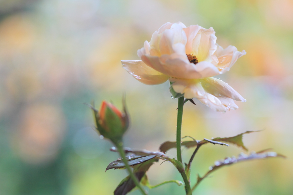 Autumn rose garden