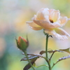 Autumn rose garden