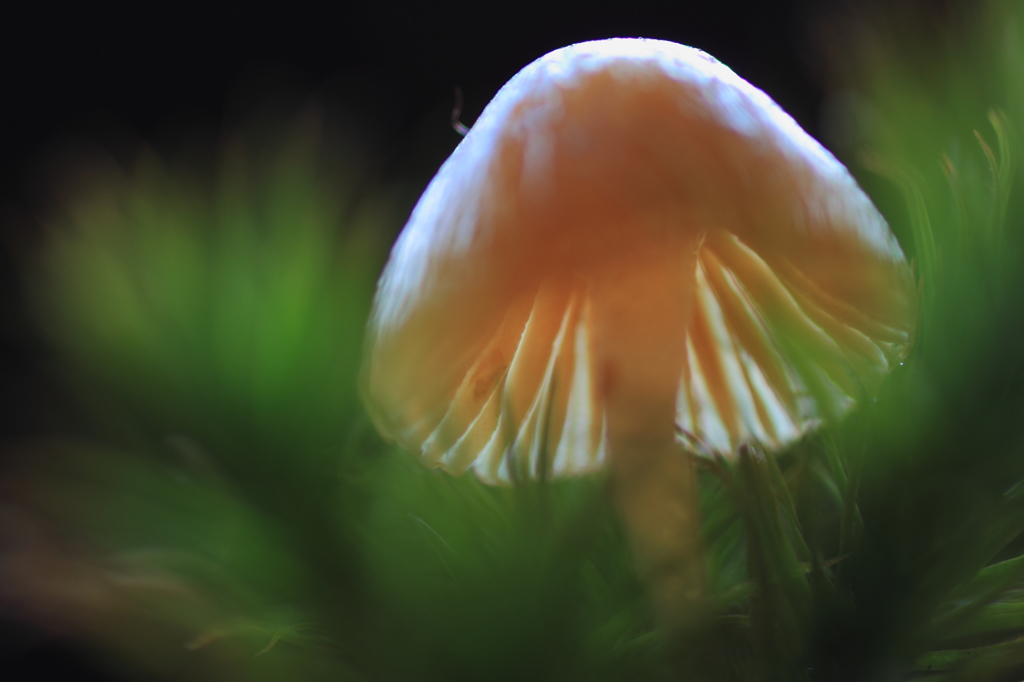 苔の中