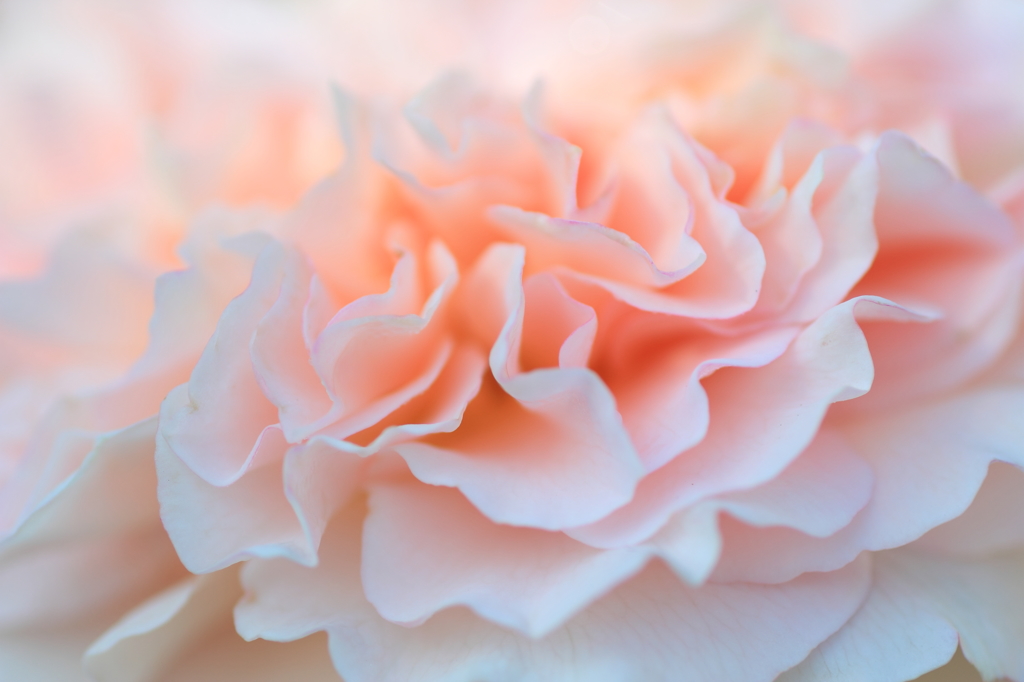 花珊瑚