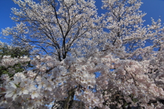 迫り来る桜