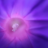 Under morning glory
