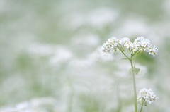 そばの花満開Ⅱ