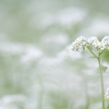 そばの花満開Ⅱ