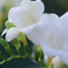 白と蕾