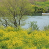 揖斐川春景