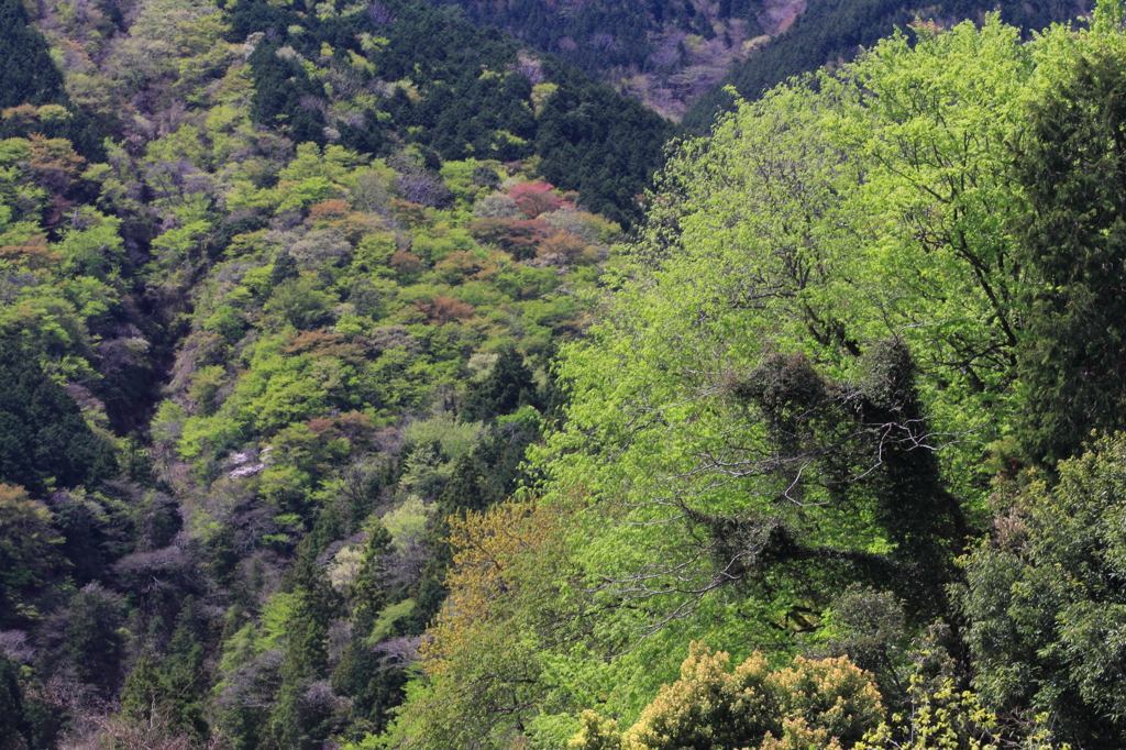 桜から若葉へⅡ