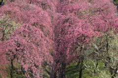 枝垂れ梅の谷