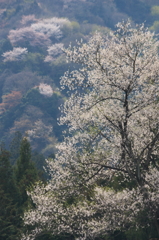 霞間ヶ渓の春