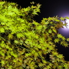 月夜に照らされて