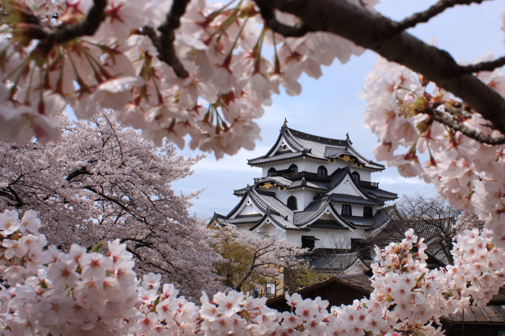 桜の額縁