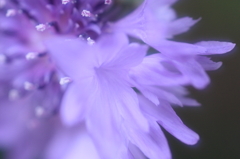 pure purple