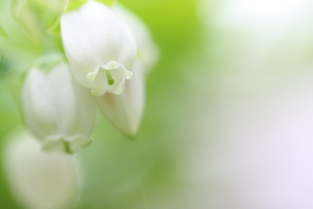 ブルーベリーの花