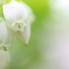 ブルーベリーの花