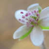 ピンクの雄蕊