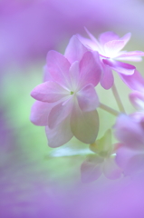 花窓から