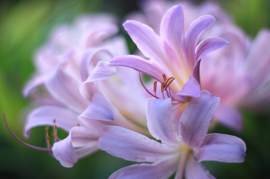 夏水仙が開花