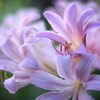 夏水仙が開花