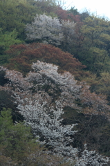 山間の桜