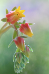 七福神の花
