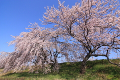 桜の共演