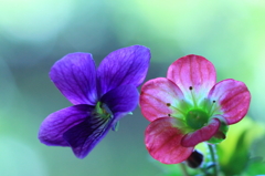 小さな草花達