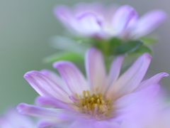 Spring Aster