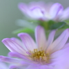 Spring Aster