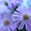 占いの花