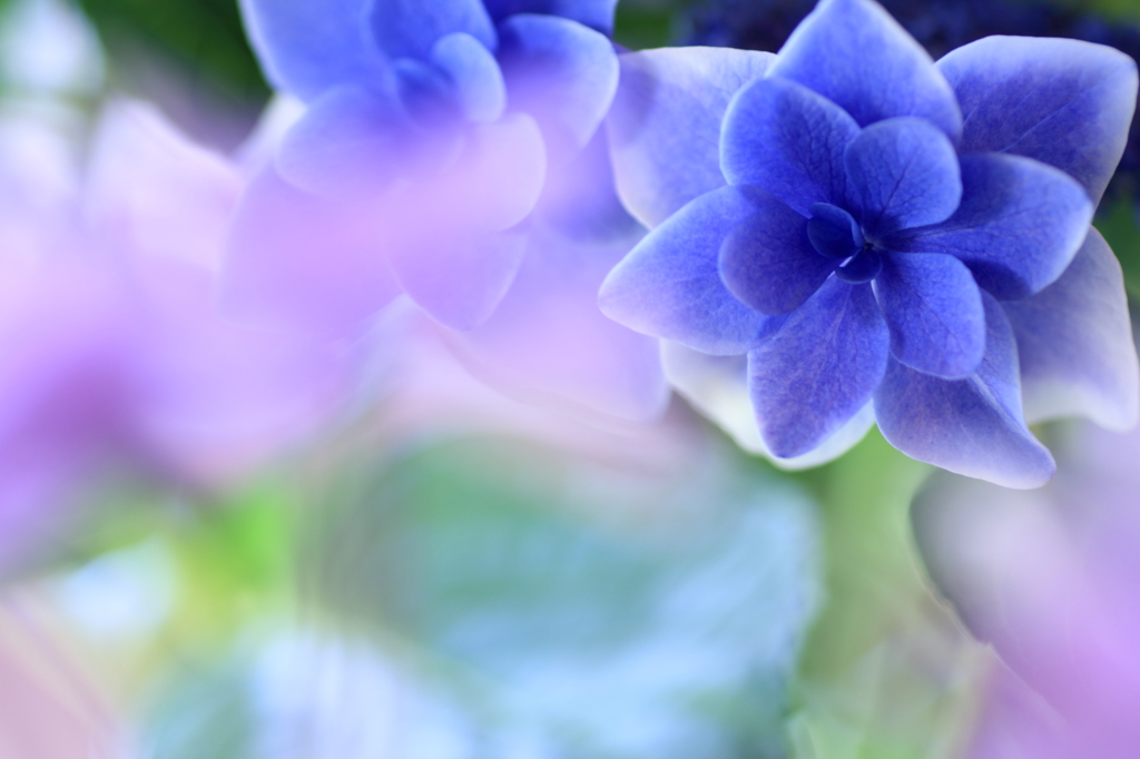 紫陽花・パステル