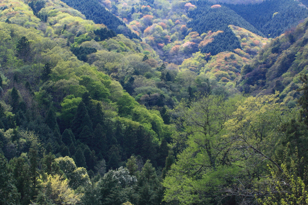 桜から若葉へⅢ