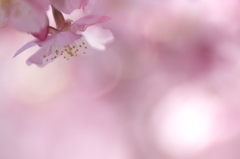 桜色の空を想いて