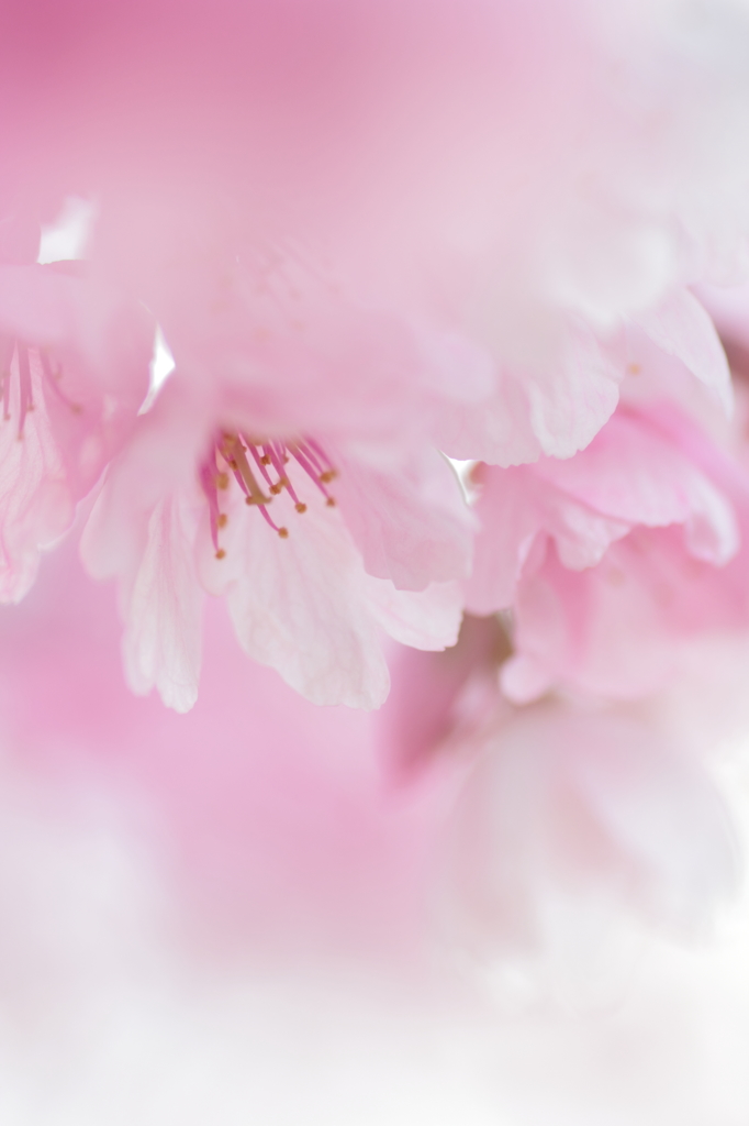 Pale bright color