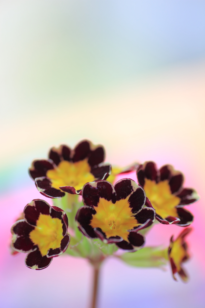 春花壇の新顔