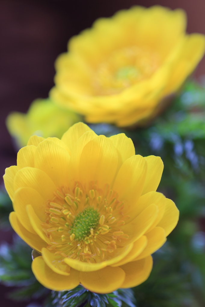春告の黄花