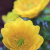 春告の黄花