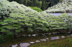 灯台躑躅の庭