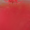 天上の花