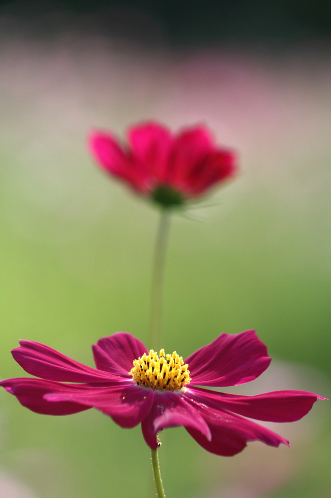 花つなぎ